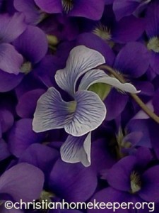 violets c